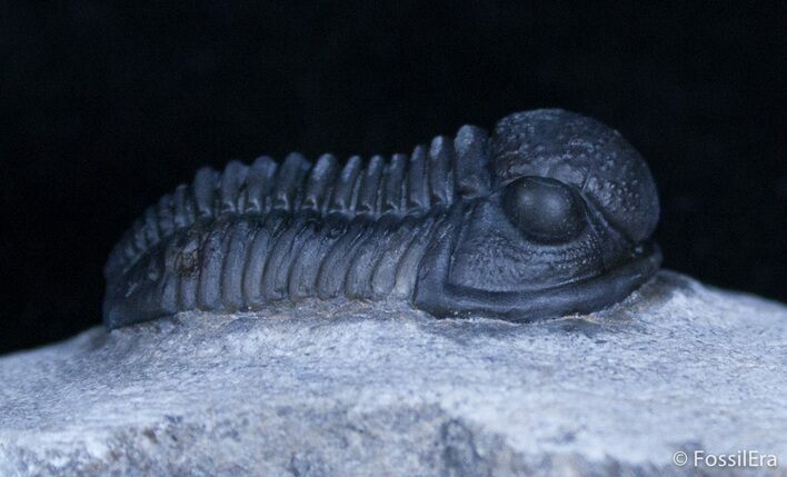 Nice Prone Gerastos Trilobite - Great Detail #2373